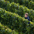 Hydrogen fuel cells being established in Sonoma County winery, may see government incorporation in the future Fuel cells are coming to Sonoma County, California. A new hydrogen power system is to be installed at the Stone Edge Farms vineyards, a prestigious organic winery in Sonoma Valley....