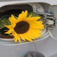 The U.S. Energy Information Administration (EIA) has released a new report documenting the use of alternative fuels in 2009. Analysis of the report was recently finished and now its results...