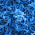 Bacteria clean water contaminated by nuclear waste while providing hydrogen for fuel cells A team of researchers from Michigan State University have uncovered a series of microbes that can produce hydrogen while cleaning water tainted by nuclear waste and other toxic chemicals. The...