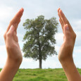 As the world’s nations continue to look for alternatives to conventional fuel, many are discovering new ways to generate electricity more efficiently. One such method is liquid wood. What may...