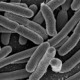 Researchers at the U.S. Department of Energy have begun experimenting with an infamous strain of bacteria that has, thus far, shown prowess in producing biofuel. Researchers are using e. coli...