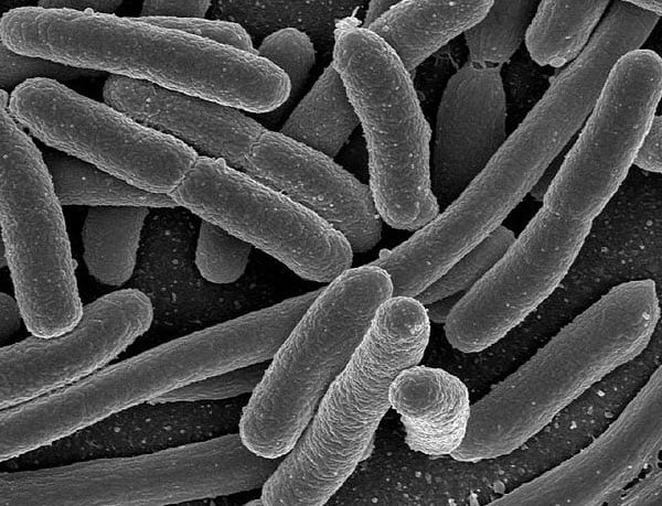 e. coli bacteria biofuel
