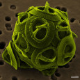 NASA’s new interest in alternative energy research gives way to new options with algae biofuel. NASA may no longer be conducting ambitious missions in the field of space exploration, but...
