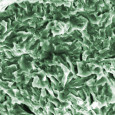 NIST researchers publish results of tests concerning pressurized hydrogen gas *Image Credit: National Institute of Standards and Technology Hydrogen fuel tests necessary for the future of a comprehensive infrastructure Researchers from the National Institute of Standards and Technology (NIST) have...