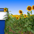 U.S. military continues to push for the adoption of alternative energy despite political turmoil The U.S. military is one of the largest consumers of fossil-fuels in the world. Over the...