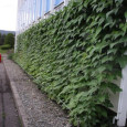 Green Curtains make passive energy efficiency popular in Japan Company grows more aggressive with its innovative concept The Kyocera Group, a multinational electronics manufacturer based in Japan, has taken an innovative approach to reducing the demand for electricity in...