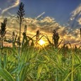 Sorghum may be capable of improving the stance of biofuels Researchers identify sorghum as a promising source of energy Sorghum, a plant whose various species are used for food around the world, may be the key to the future of...