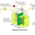 *Image from Wikipedia   Microbial fuel cells beginning to gain ground as technology advances Microbial fuel cells are quickly garnering more attention for their abilities to produce energy and consume...