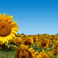 Researchers engineer solar energy system capable of heliotropism Researchers from the University of Wisconsin-Madison have taken a lesson from nature in developing a new kind of solar energy system. The...