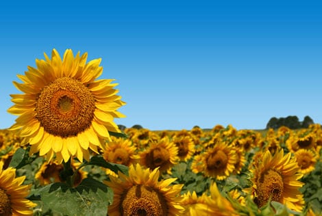New solar energy system mimics sunflowers