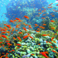 Ocean Acidification Gives Us Another Reason to Use Alternative Energy Alternative Energy Guest Article… While skyrocketing carbon dioxide emissions get all of the attention, there’s an equally grave ecological problem: ocean acidification. Ocean acidification is climate change’s “evil twin,” and...