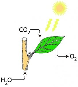 Solar Energy - Photosynthesis