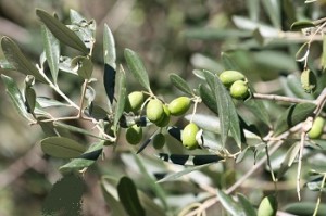 Waste to Energy - Olive Tree