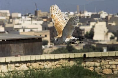 Wind Turbines - Owl Wings Could Help Reduce Noise