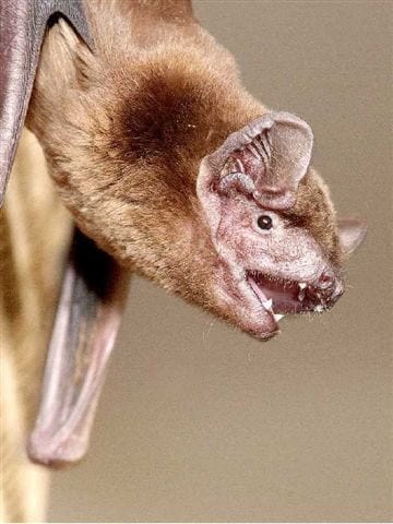 Device being developed to protect bats from wind turbines
