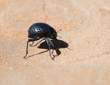 Wind Energy - Namib Desert Beetle