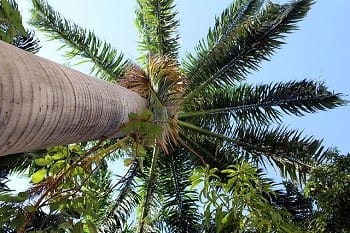 Wind Turbine Tech - Palm Tree
