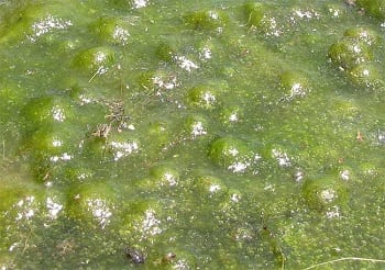 Biofuels - Algae