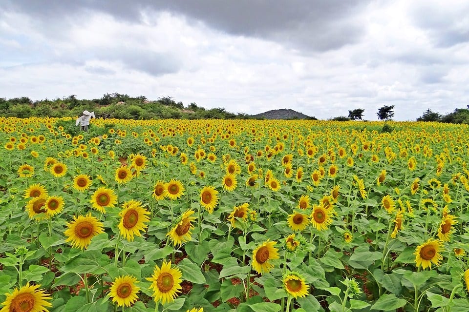 India Renewable Energy - Field of Sunflowers