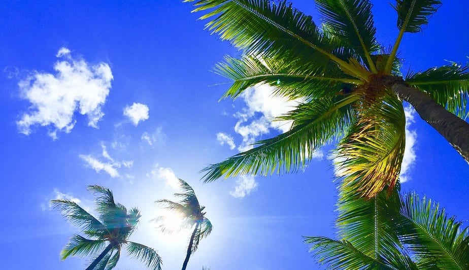 Carbon Neutral - Hawaii Palm Trees - Sun - Renewables