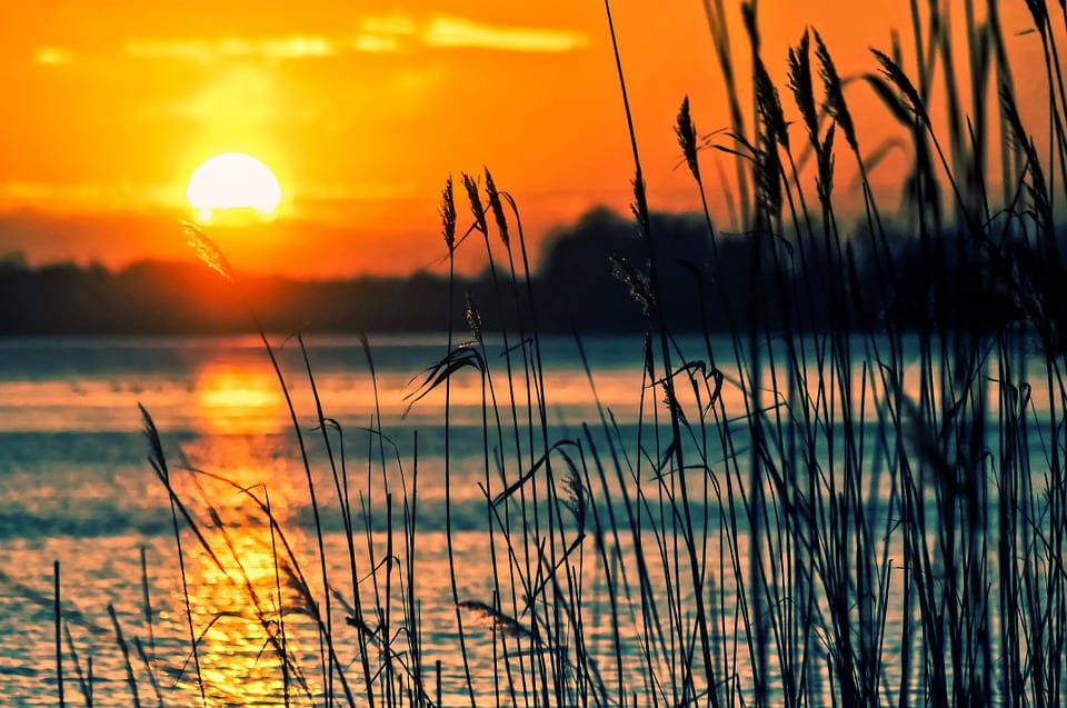 High-performance fuel cells - Reeds by lake at sunset
