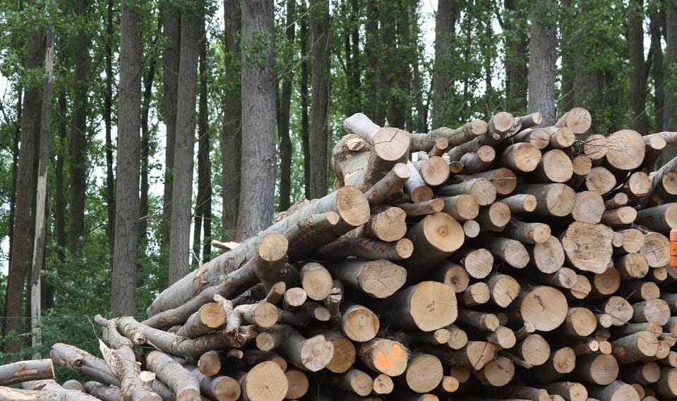 US Biomass Production - Wood - Trees