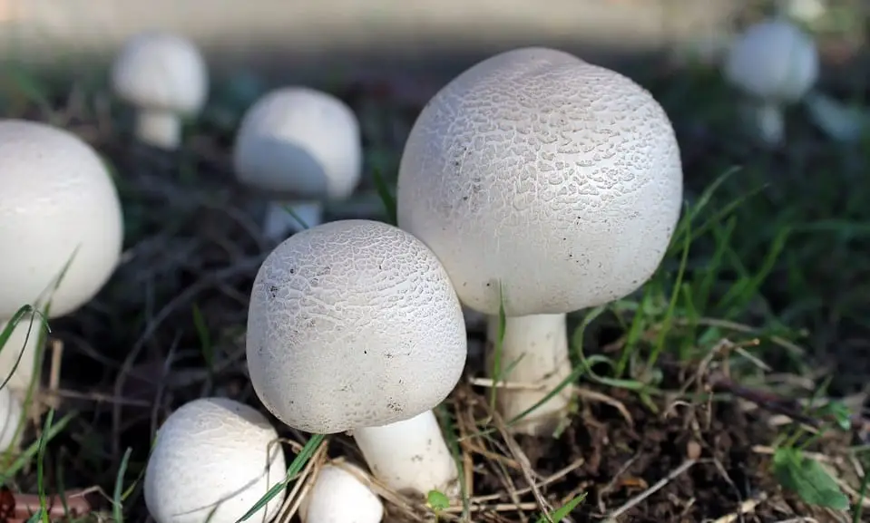 bionic mushroom - white mushrooms