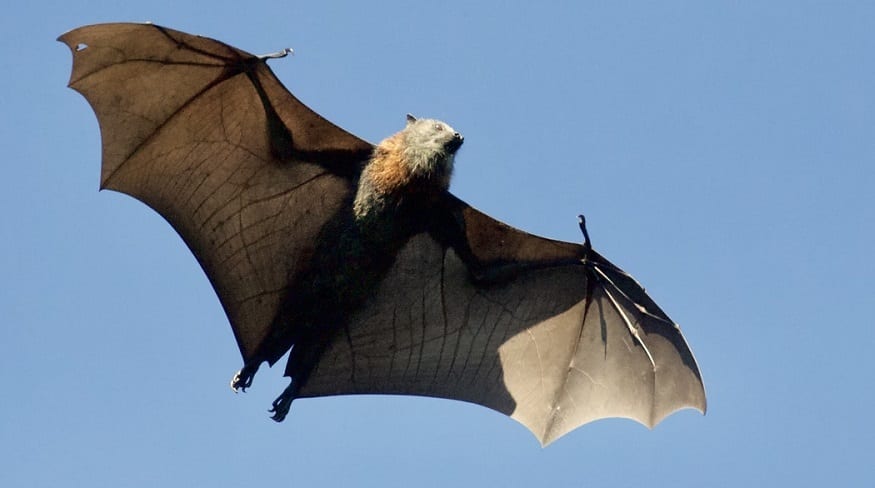 Wind Turbine - Bat in flight