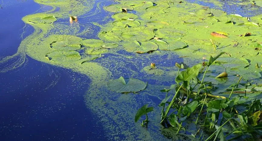 wastewater purification - algae in pond