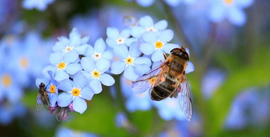 Mass extinction - Bee on flower