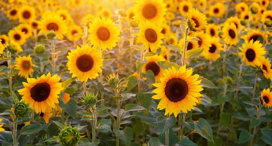 SunBOTs - solar energy technology - sunflowers