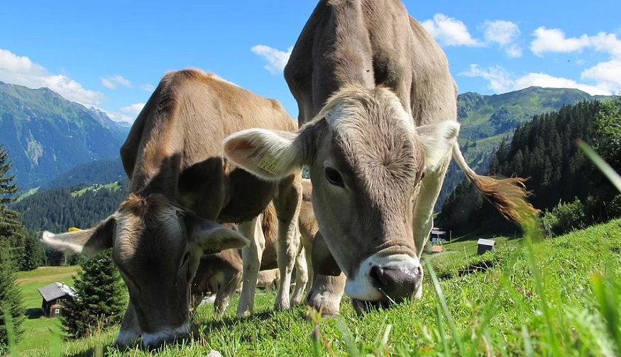livestock methane emissions - cows grazing in field