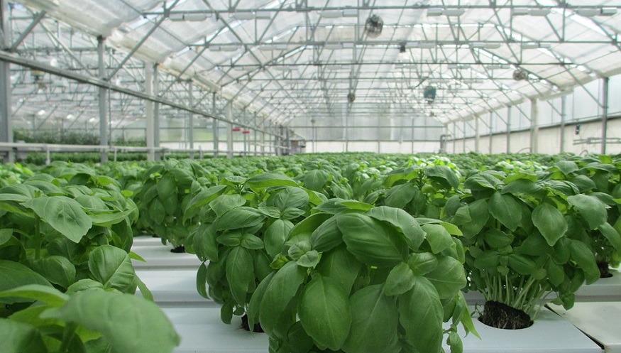 waste to energy GHG emissions - basil plants in greenhouse
