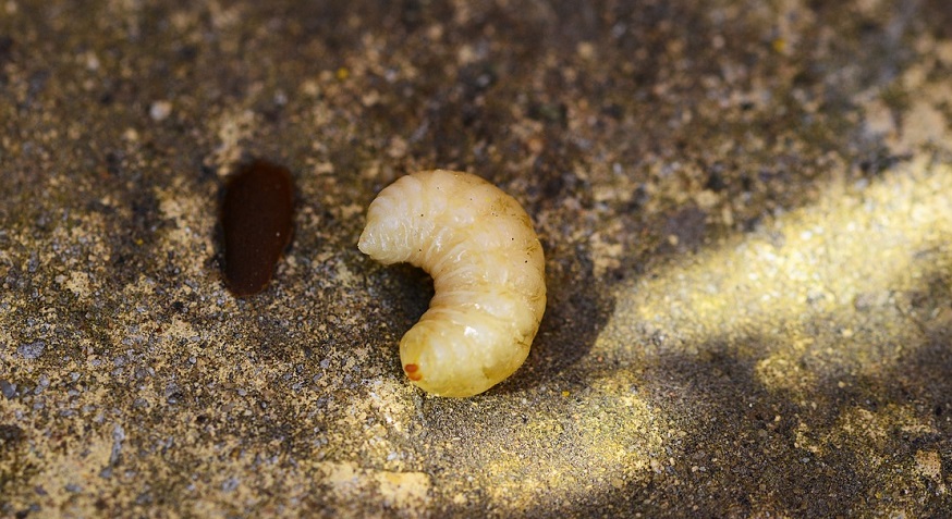 Plastic eating waxwoarm - Image of larve