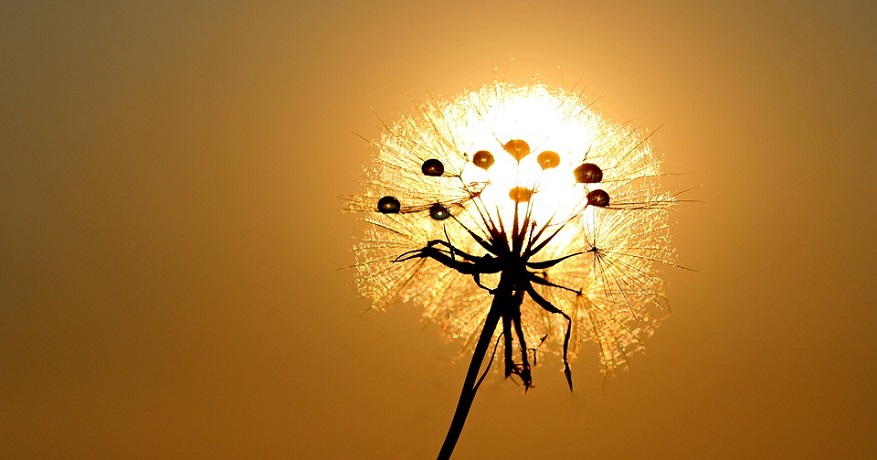 Solar powered hydrogen - dandelion in sun