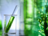Green hydrogen - plant life