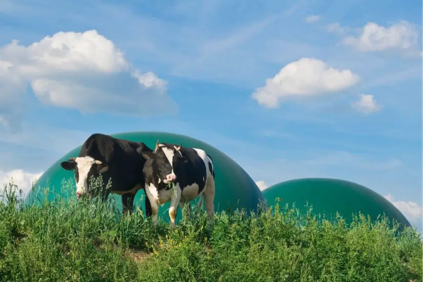 Hydrogen from biogas - Cows in field