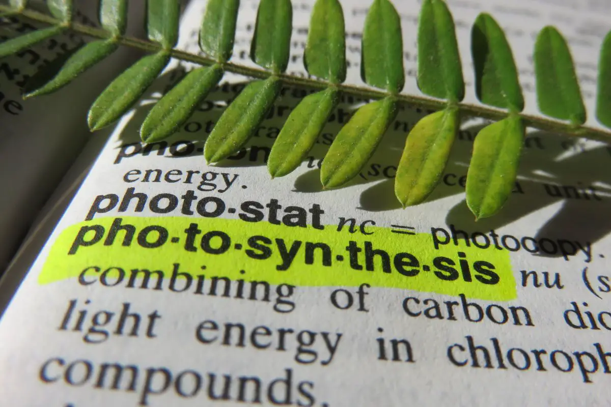 Hydrogen Fuel - Photosynthesis definition