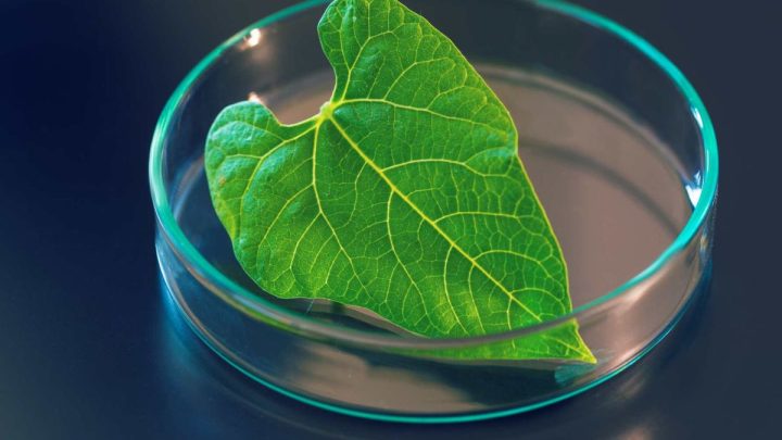 U.S. researchers create hydrogen fuel by mimicking photosynthesis