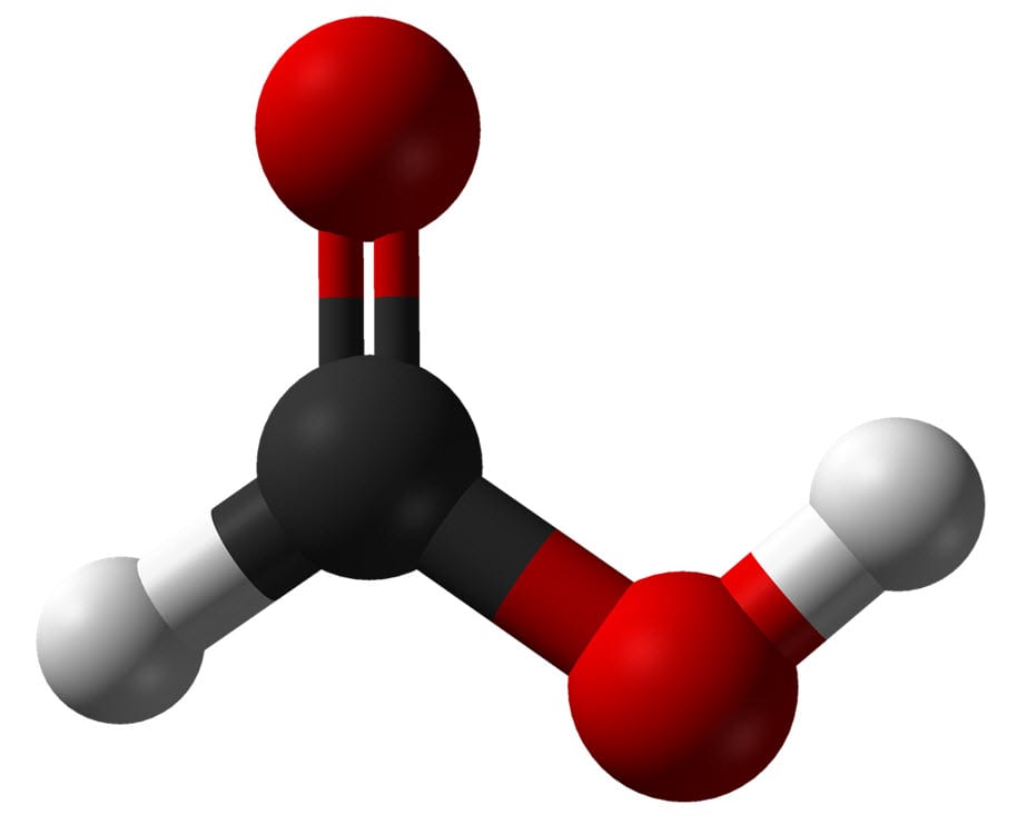 Ant and bee venom might be the answer to storage Ant and bee venom might be the answer to storage