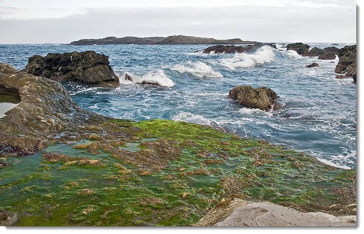 Latest report from MIT: Algae for producing hydrogen fuel Latest report from MIT: Algae for producing hydrogen fuel