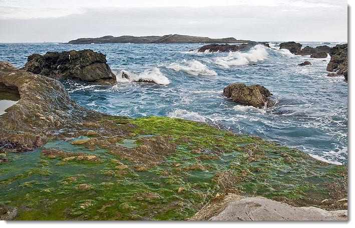 Hydrogen Fuel Cell Research with Algae