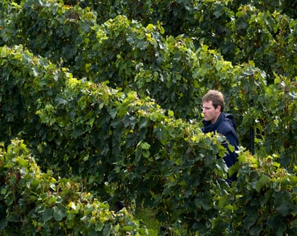 Hydrogen fuel cells being established in Sonoma County winery, may see government incorporation in the future