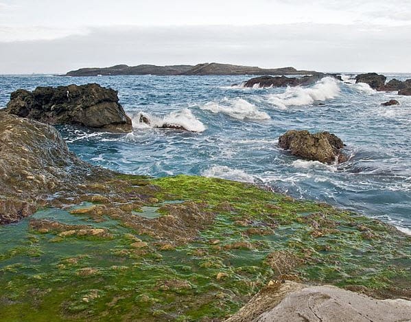 Algae-based biofuels now available in California