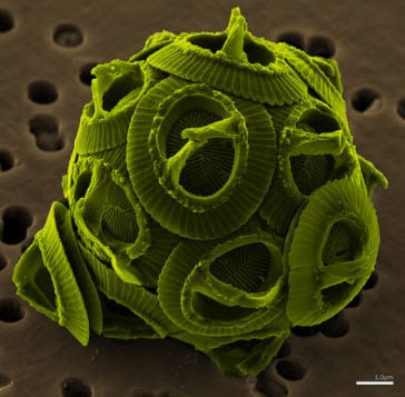 algae-biofuel-alternative-energy