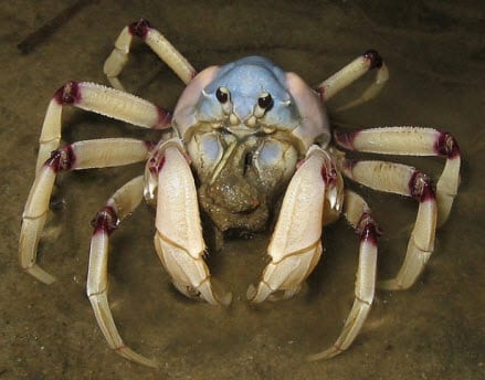 Soldier crabs could unlock the future of computers