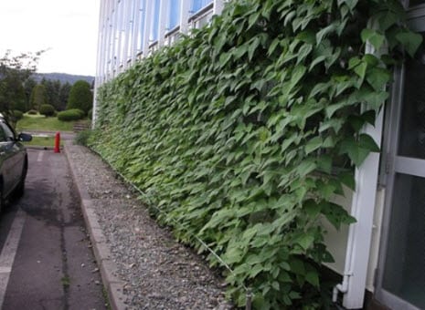 Green Curtains or Green Buildings