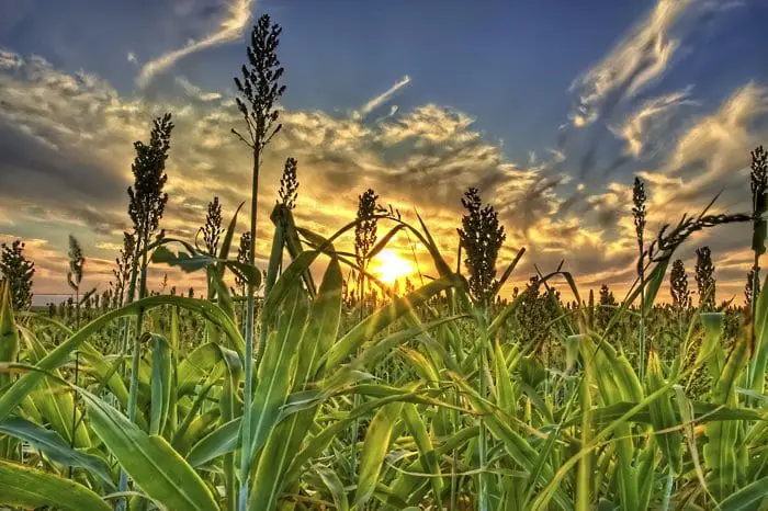 Sorghum may be capable of improving the stance of biofuels