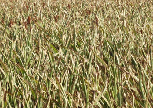 Corn Crops Drought