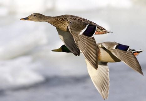 Wind Energy - Safe for Wildlife